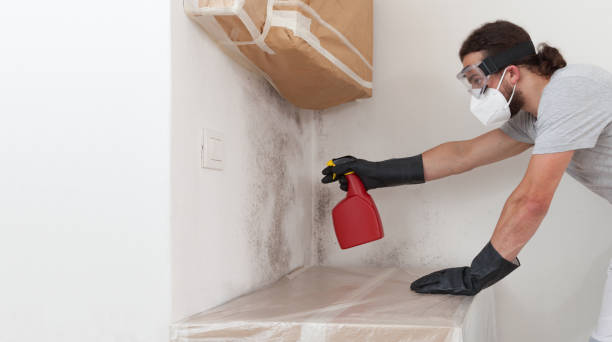 Professional Basement Mold Removal technician working in Spring, TX