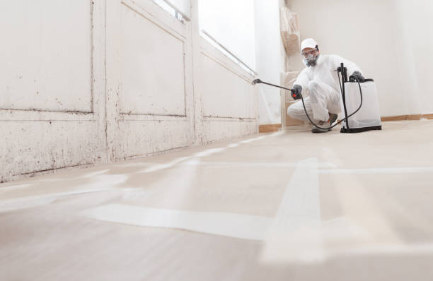 24/7 Emergency Basement Mold Removal experts in Spring, TX
