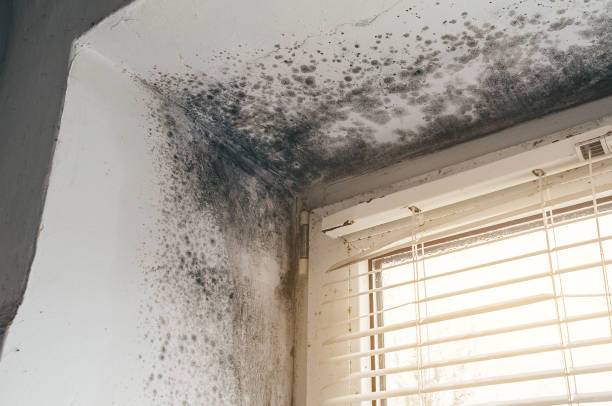 Affordable Basement Mold Removal solutions in Spring, TX
