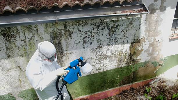 Top rated local Basement Mold Removal specialists in Spring, TX